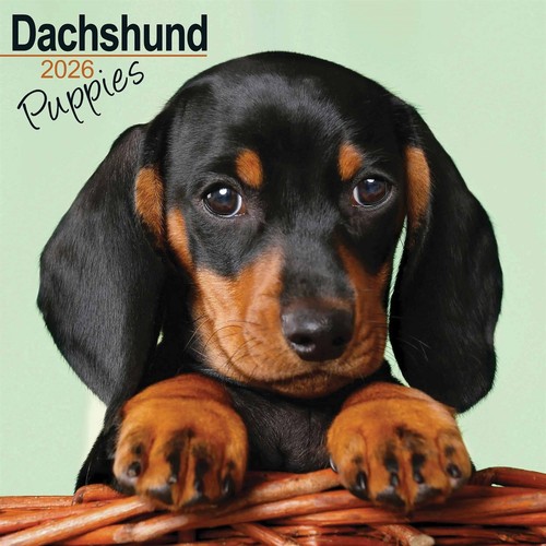 Dachshund puppies calendar - dachshund,
