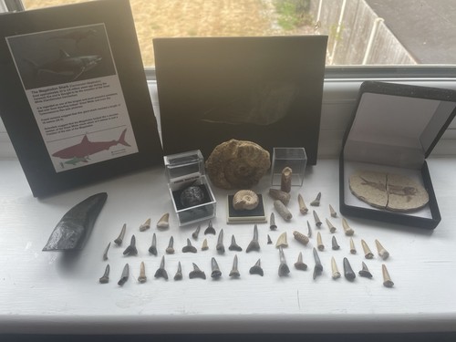 Authentic fossil collection - authentic,