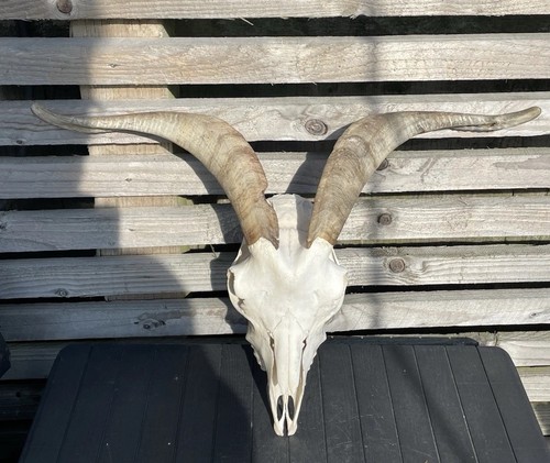 Real goat skull - goat, horns