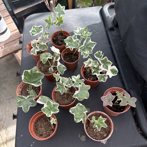 Pelargonium élégante - pelargonium, l’élégante