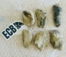 Fossilised Shrimp 🍤 UK