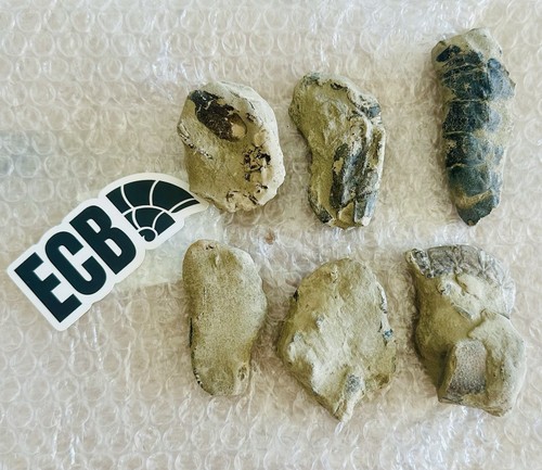 Fossilised shrimp uk - fossilised, 🍤