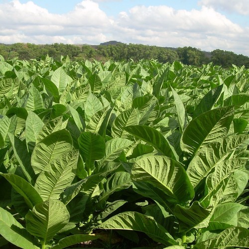 Tobacco seeds crillo - tobacco,
