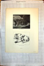 Antique Old Print Quite At