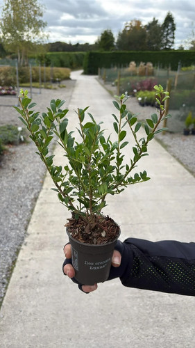 Ilex crenata luxus hedge - ilex,