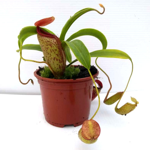 Nepenthes ventricosa - nepenthes, x