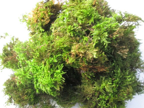 Fresh live moss - 4l, green