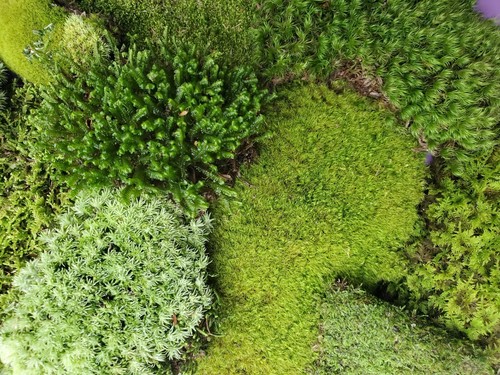 Live moss assortment for - live,