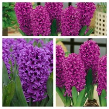 Hyacinth Miss Saigon Flower