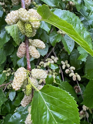 Morus alba white - white, mulberry