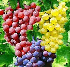 TRIO- 3 ---varieties of