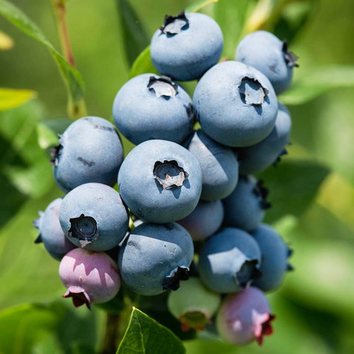 Blueberry vaccinium corymbosum - blueberry,