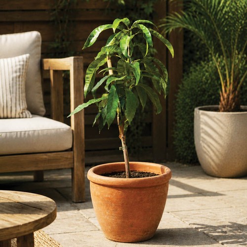 Mini grafted mango tree 5l - grafted,