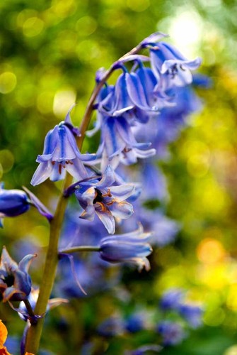 Bluebells bluebell spring - bluebells,