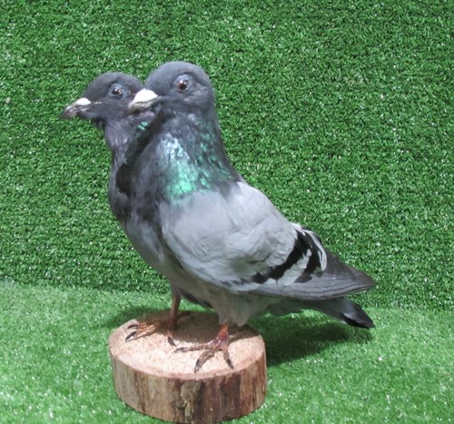 Headed grey pigeon - pigeon, taxidermy