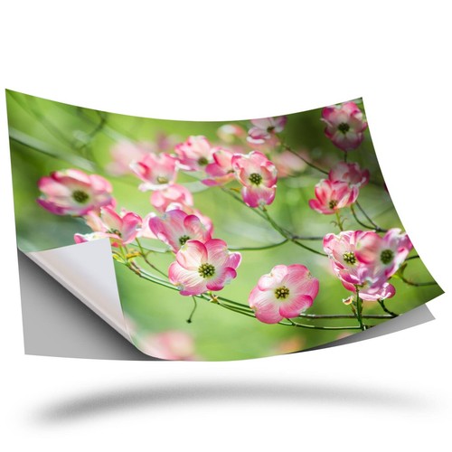 Vinyl sticker pink - vinyl,