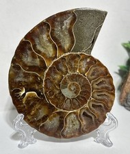 5cm ammonite crystal - 9.5cm,