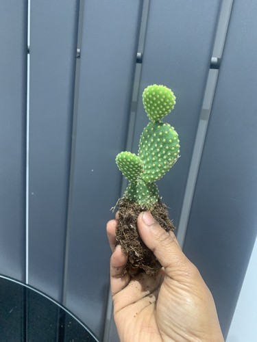 Baby cactus cutting bunny - baby,