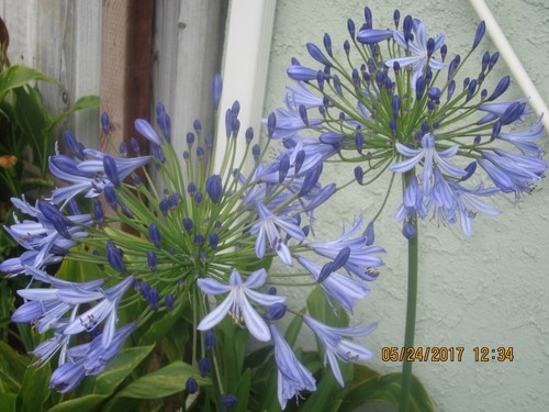 Agapanthus with cluster of -  agapanthus, a