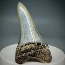 Nice Colors 1.97" Fossil Great