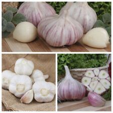  Garlic  Harnaś -Winter Garlic Cloves 5 - 100 cloves 'Early Purple Wight'