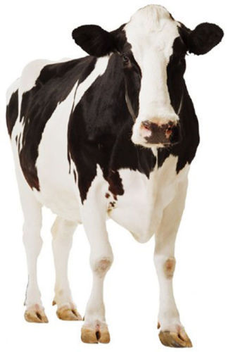 Traditional dairy cow - traditional,