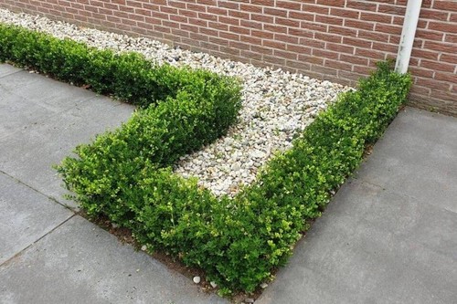 Ilex crenata luxus hedge - ilex,
