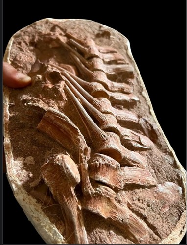 Associated mosasaurus - associated,
