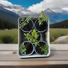 Curry Leaf Seedling plant (Murraya koenigii,limdi,sweet Neem For Cooking) in pot