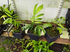 Ptychosperma Nicolai - 11 cm