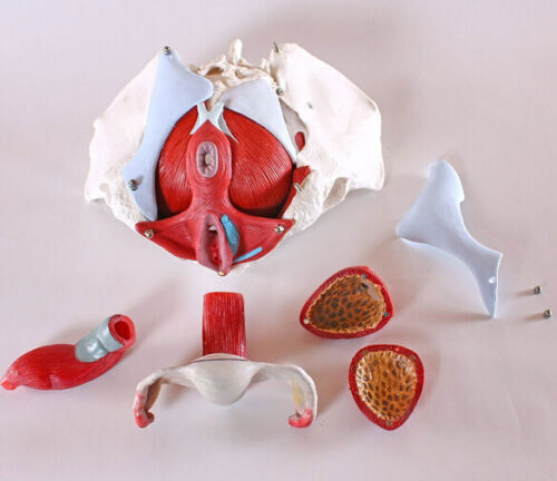 Women life size female pelvis - life,