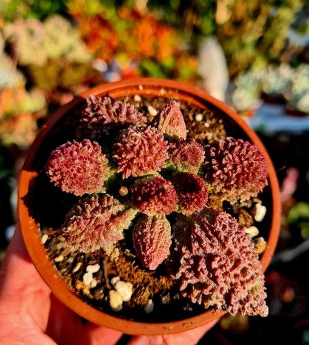 Adromischus marianae herrei - marianae, f.