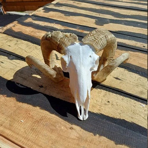 Real ram skull - real,