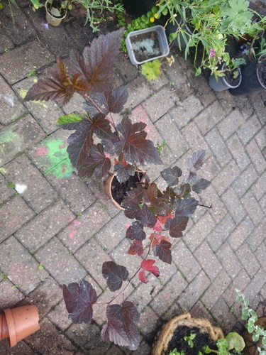 Physocarpus opulifolius ajuga - opulifolius, +ajuga