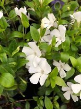 x3 Vinca minor Gertrude Jekyll!Periwinkle, Lesser White Flowers! x3Plug Plants!
