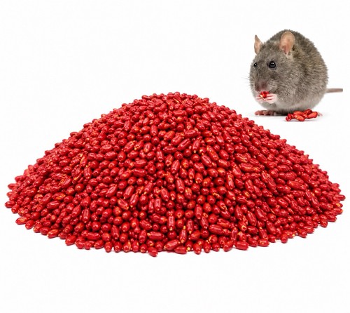 Rat mouse poison bait rodent - mouse,