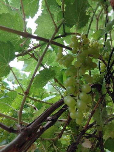 Seeded grape fresh - 6,