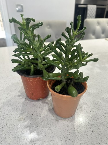 Crassula ovata gollum - 'gollum', hobbit