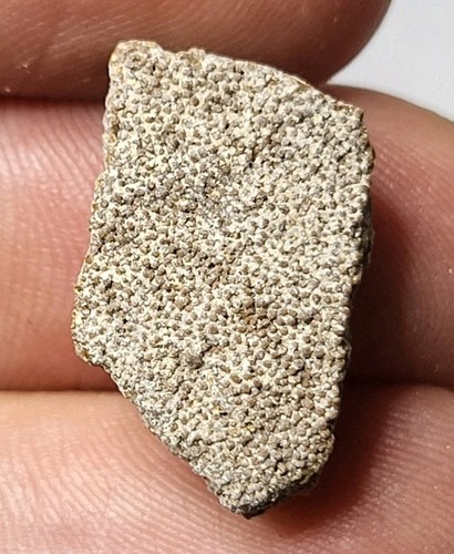 Saltasaurus egg shell dinosaur - saltasaurus,