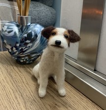 Parson Jack Russell Terrier