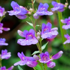 Penstemon heavenly blue in - penstemon, 'heavenly