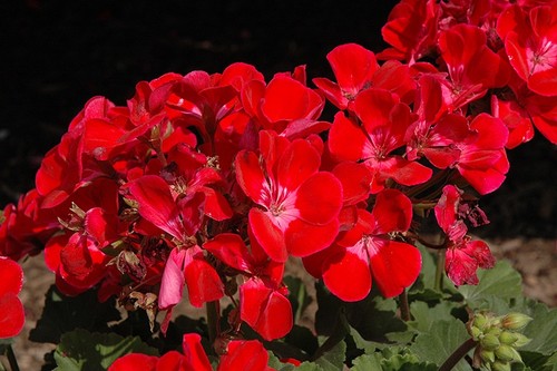 Geranium pac ruby red - 'ruby',