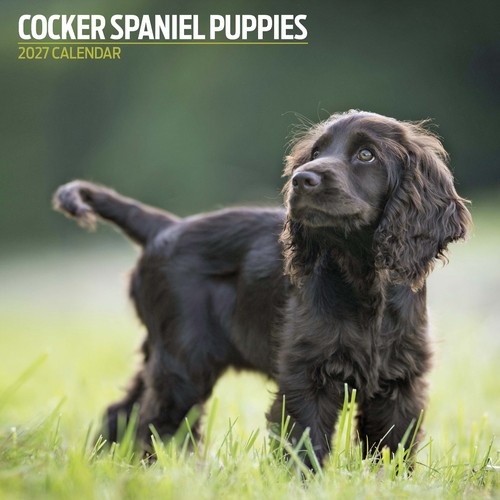 Cocker spaniel puppies 2027 - cocker,