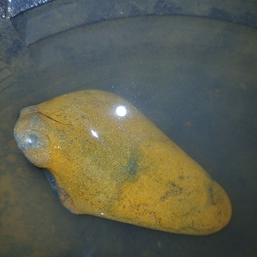 Gold ore agate rock - ore,