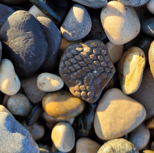 Small flat piece of fossil
