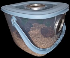 Invertebrate, Reptile, Stick