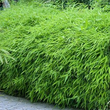 Fargesia Rufa | Fully Hardy Non Invasive Evergreen Bamboo Plant in 14cm Pot