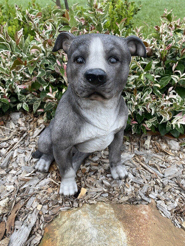 Blue staffordshire staffy - blue, -staffy