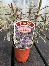 3 Evergreen Hardy Garden