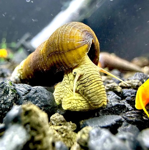 Wild green rabbit snails - wild,